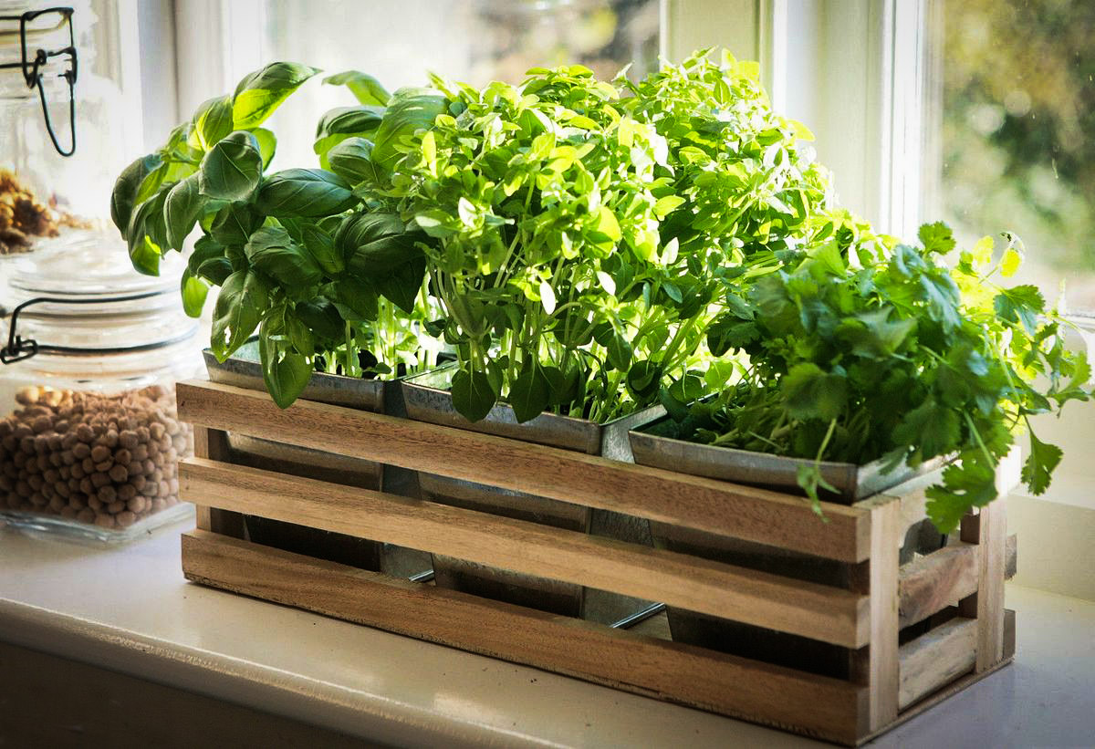 выращивание зелени и овощей в домашних условиях