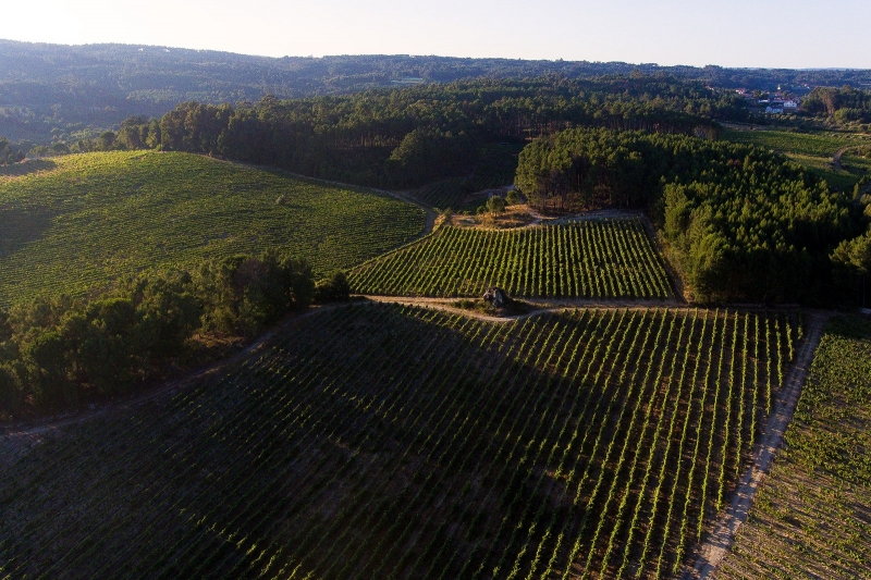 Винодельня из дерева и пробки в Португалии